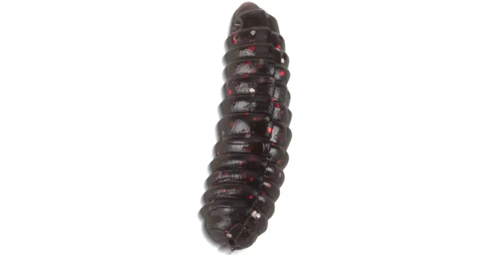 Saenger Iron Trout Nástraha T-Magg 2 cm 25 ks-Barva BL Časově Omezené