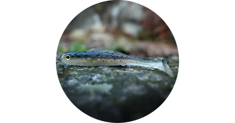 RedBass Gumová Nástraha Ripper Kicker Bass Tovární Cena